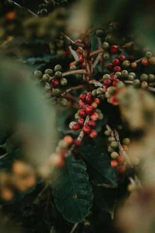 A Guide to Low-Caffeine Coffee Species: Laurina, Eugenioides, Racemosa, Aramosa & More