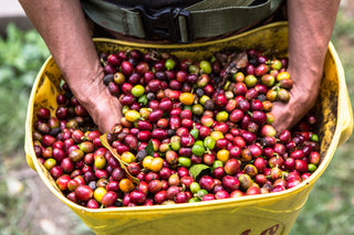 Wilton Benitez Red Bourbon Decaf