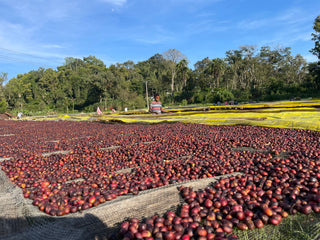 Single Origin Ethiopia: Espresso Roast