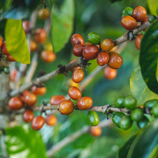 Coffee cherries ripening before being harvested and decaffeinated for Do Coffee Roasters